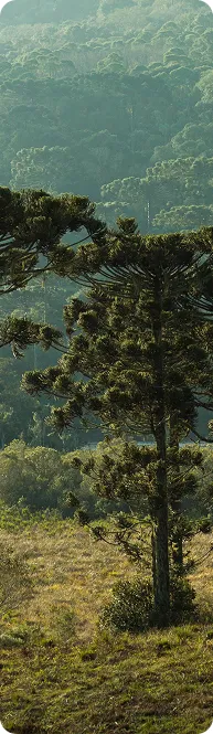 Paisagem com araucárias