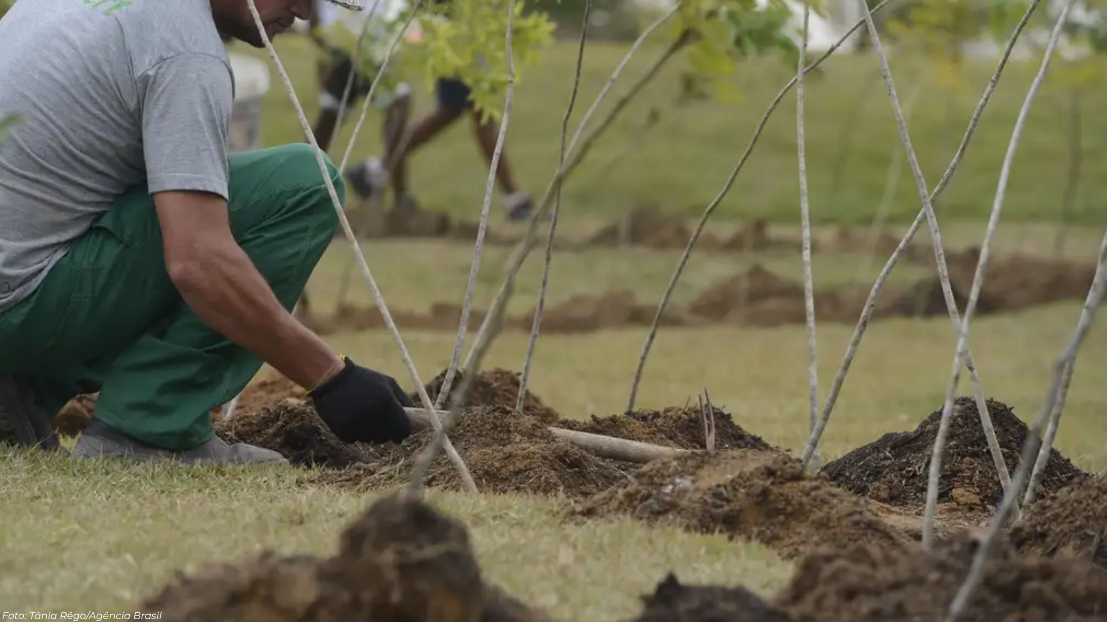 Plantar árvores é suficiente para gerar créditos de carbono? Planisolo explica