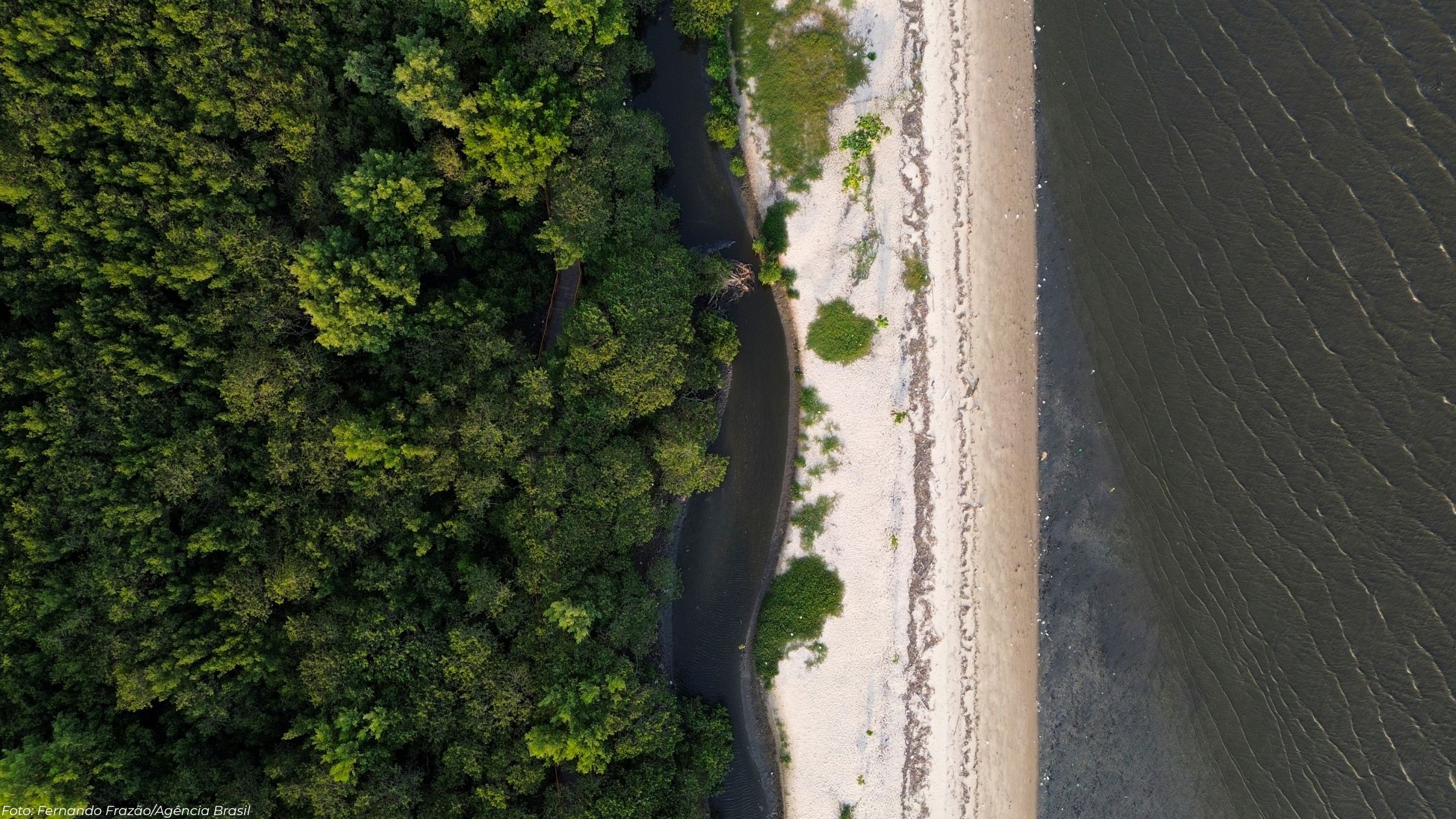 Créditos de carbono azul: como manguezais geram receita e oportunidades para empresas
